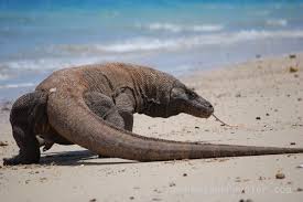 Most weigh about 150 pounds (70 kilograms). Komodo Dragons Learn Around The World On This Program We Re Taking Your Classroom To Komodo National Park In Indonesia Komodo Dragon Komodo Deadly Animals