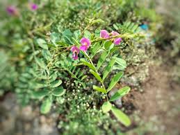 Image result for Tephrosia noctiflora