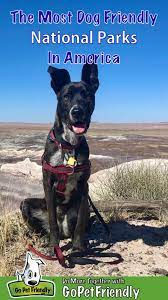 The Most Dog Friendly National Parks In America Gopetfriendly