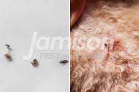 Image result for what do lice look like in dog fur