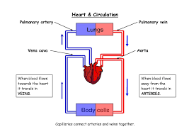 heart blood flow diagrams diagram link heart blood flow