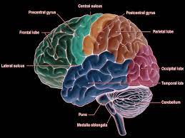 We did not find results for: Figure Precentral Gyrus Image Courtesy Dr Chaigasame Statpearls Ncbi Bookshelf