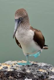 Bird With Blue Feet Galapagos Pin On Awwww