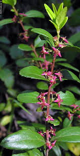 Image result for Clutia paxii