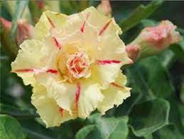 Flower Seeds Page 15 Greenseedgarden Flower Seeds Desert Rose Adenium