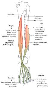 Related Image Muscular System Anatomy And Physiology Anatomy