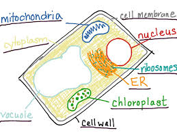 Maybe you would like to learn more about one of these? Topic Plant Cell Showme Online Learning