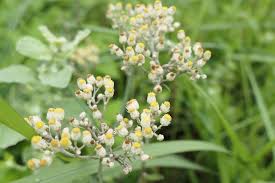 Image result for Helichrysum panduratum