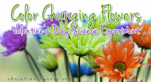.a flower lesson plan provides information for students on the male and female parts of the flower. Color Changing Flowers Valentines Day Science Experiment Christianity Cove
