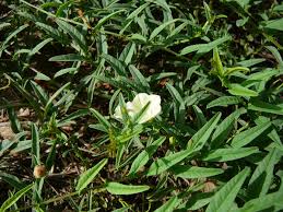 Image result for Ipomoea stolonifera