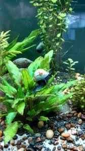 Aqua Scape With Snails For Algae Betta Fish Aquascape Scape