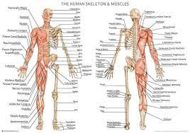 Human Skeleton With Muscles Anatomy Diagram Poster Etsy In 2021 Human Skeleton Anatomy Skeleton Anatomy Human Bones Anatomy
