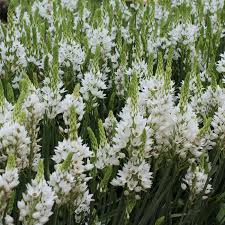 Image result for Ornithogalum