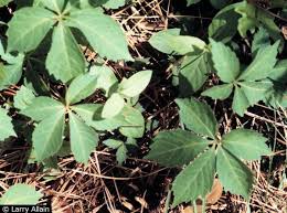 I can roll around in poison ivy with no problems but this creeper did a number on me. Virginia Creeper Beautiful Vine Abundant Food Source Loudoun Wildlife Conservancy