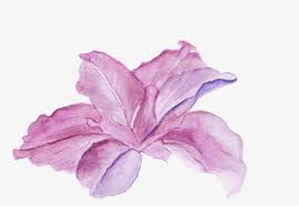 Watercolor Scanned Flower Chinese Hibiscus Transparent Png 1920x1365 Free Download On Nicepng Hibiscus looks alive and natural. watercolor scanned flower chinese