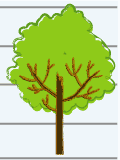 Fruit tree sizes & shapes. Fruit Tree Size Chart Fruit Tree Rootstock Guide