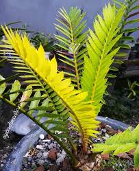 Image result for Cola natalensis