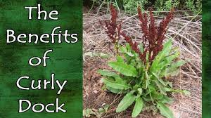Image result for Rumex crispus