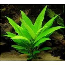 Akvaryum Bitkileri Hygrophila Corymbosa Limon 10 Kok Fiyati