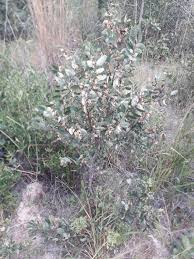 Image result for Xylopia tomentosa