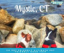 Shop chewy for the best pet supplies ranging from pet food, toys and treats to litter, aquariums, and pet supplements plus so much more! A Dog Walks Into A Bar Meets Gopetfriendly In Pet Friendly Mystic Connecticut Dog Rescue Stories Dog Friends Dog Logo Design