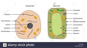 This will not take place for several hours or longer. Draw And Label A Plant And Animal Cell Shefalitayal