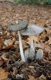 Image result for Coprinus lagopus