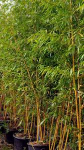 Bamboo palm, reed palm, clustered parlor palm, cane palm. Phyllostachys Vivax Aureocaulis Golden Chinese Timber Bamboo