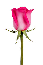 botão de rosa rosa 3512748 Foto de stock no Vecteezy