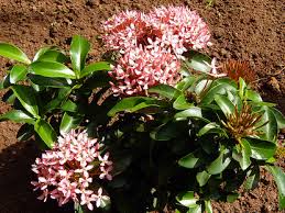 Image result for Ixora praetermissa