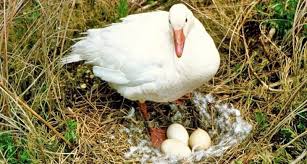 Maybe you would like to learn more about one of these? Telur Angsa Pilihan Selain Telur Ayam Dan Bebek Cek Nutrisinya