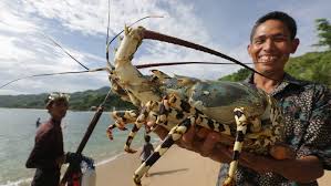 Jenis ikan sendiri sangat banyak, baik ikan air tawar, air laut, serta ikan air payau. Apa Perbedaan Lobster Air Tawar Dan Lobster Air Laut Tirto Id