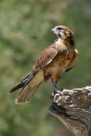 Birds Of Prey Animals List Types Of Falcon Species By Nick Askew Below Is Shown A List Of Falcon Species Pet Birds Animals Birds Of Australia