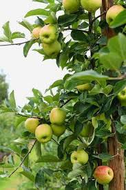 Fruit trees in a temperate climate planting tips rootstocks mulch prune thin fruit. 10 Fastest Growing Fruit Trees For Your Backyard Orchard Gardening Chores