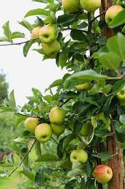Learn more about growing dwarf fruit trees. 10 Fastest Growing Fruit Trees For Your Backyard Orchard Gardening Chores