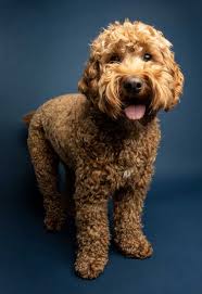 Check spelling or type a new query. Cavapoo Information And Facts Fully Grown Adult Dogs Puppies