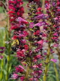 Image result for Echium