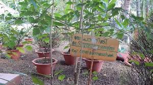 Image result for Stereospermum harmsianum