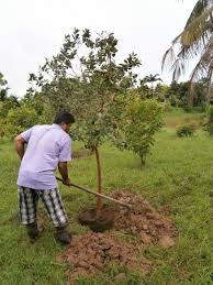 We did not find results for: Thai Strawberry Guava Trees Bear Lots Of Fruits Discovery Garden