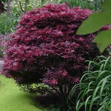 There are 696 japanese maple tree for sale on etsy, and they cost nz$29.50 on average. Shaina Japanese Maple 3 Gallon Tree Japanese Maples Gardener Direct