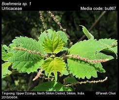 Image result for Urticaceae