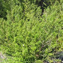 Very hardy fast growing shrub for most garden situations. Wynyabbie Gem Coast Rosemary Westringia Wynyabbie Gem In Lafayette Louisiana La At All Seasons Nursery