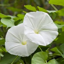 Image result for Ipomoea violacea