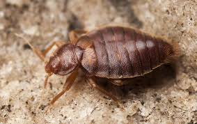 Although bed bugs are great at hiding, you normally only find bed bugs hiding in the cracks and crevices of your mattress and box spring of your bed. Home Pest Control Pest Control For Tulsa Ok Homeowners