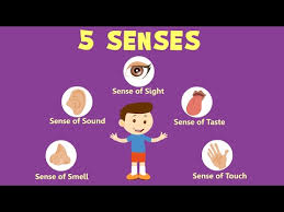 Human Sense Organs Learn About Five Senses Youtube