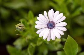 Image result for foto Osteospermum