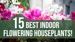 Maybe you would like to learn more about one of these? The Best Flowering Houseplants Our Top 15 Indoor Gardening