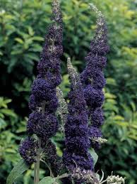 Buddleia Davidii Adonis Blue Butterfly Bush Butterfly Bush Buddleia Plant Blue Plants