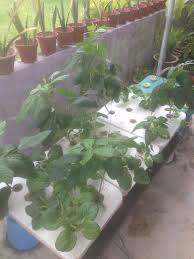 Budidaya kacang panjang merupakan tanaman hortikultura yang muda dibudidayakan, proses pemeliharaan selain pemupukan. Jom Tanam Sayur Jts Kacang Panjang Renek Sistem Hidroponik Takung Hidroponik Tanaman Kacang