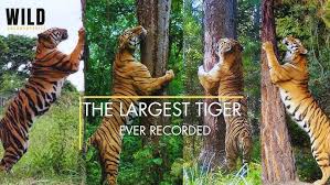 Tiger And Lion Safari at Sanjay Gandhi ...